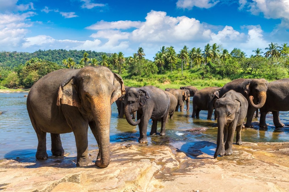 Deutschsprachig geführte Sri-Lanka-Rundreise