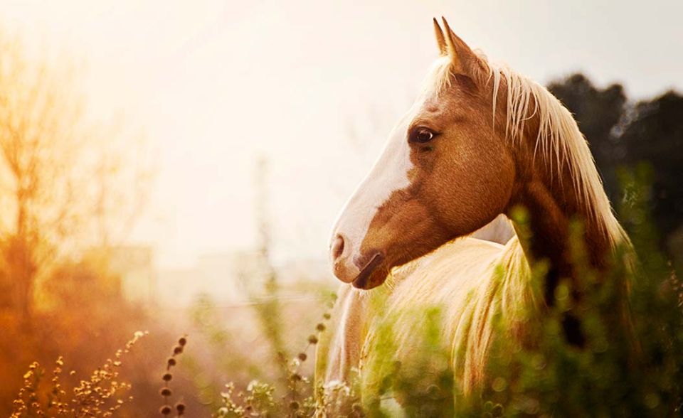  Ausritt in der Toskana (ab Siena)