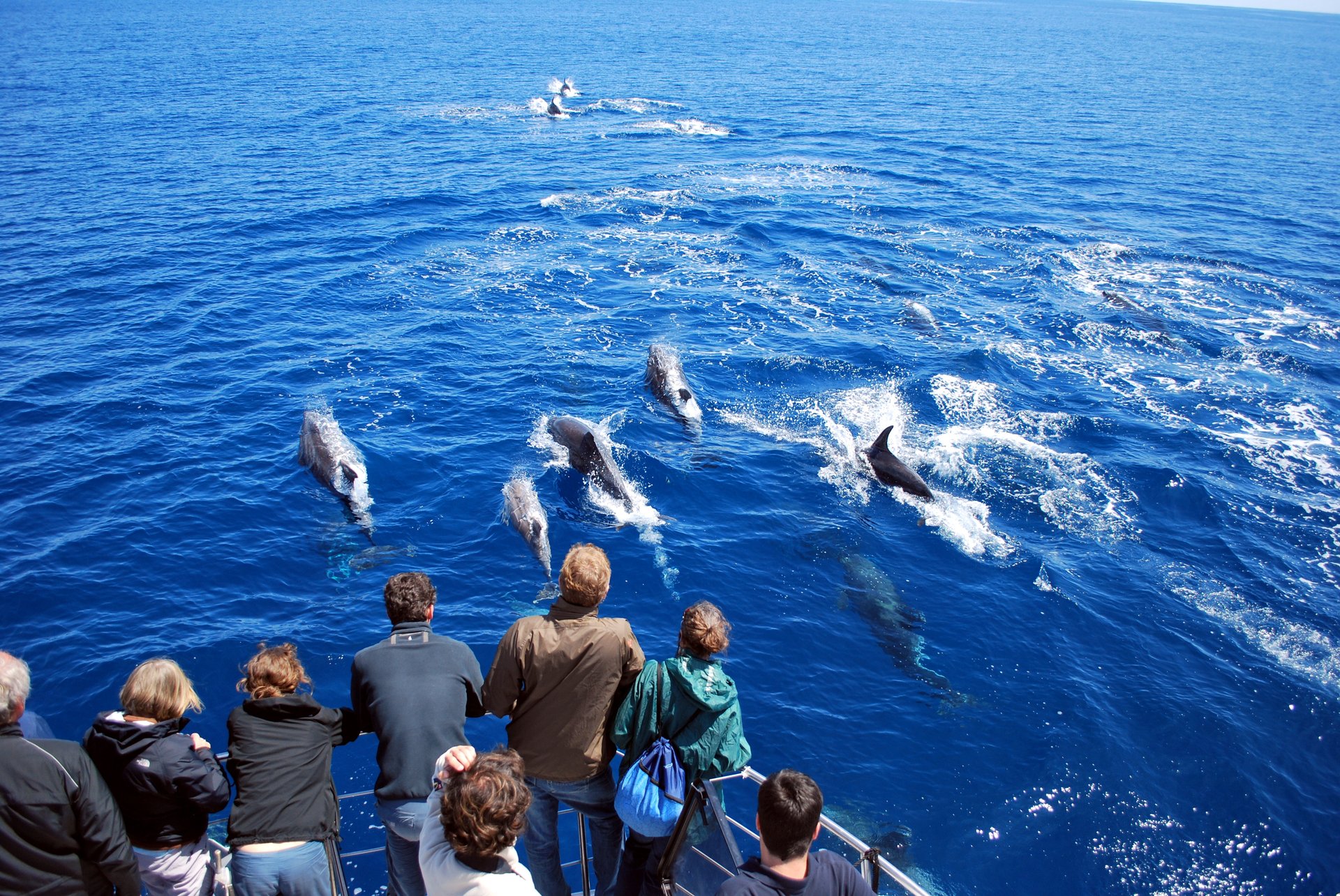 Delfin- & Whale-Watching Bootstour (Ponta Delgada)
