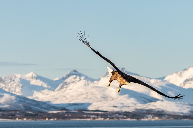 Wildlife Bird Fjord Cruise Tromsø (01.01. - 31.12.)