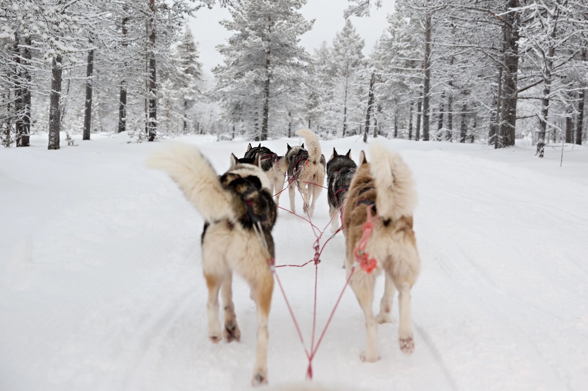 Husky-Schlittenfahrt (5 km; keine Selbstfahrertour)