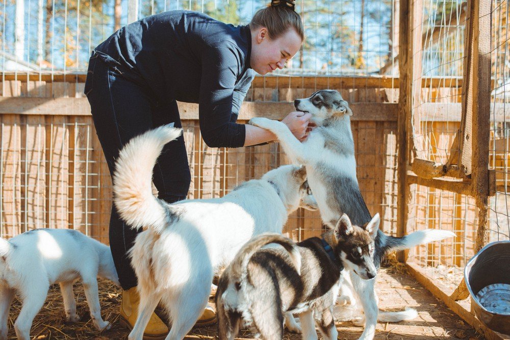 Besuch einer Husky-Farm