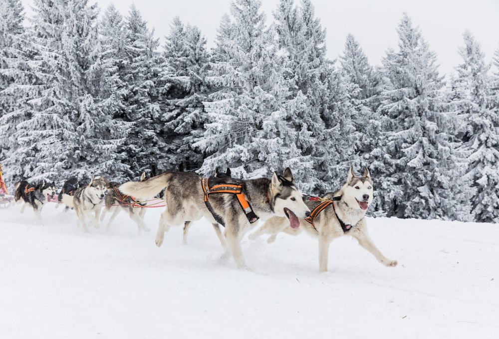 Husky-Safari (2,5 km)