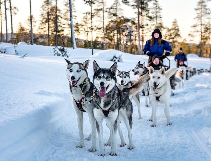 Authentisches Husky-Erlebnis inkl. Selbstfahrer-Husky-Schlittenfahrt