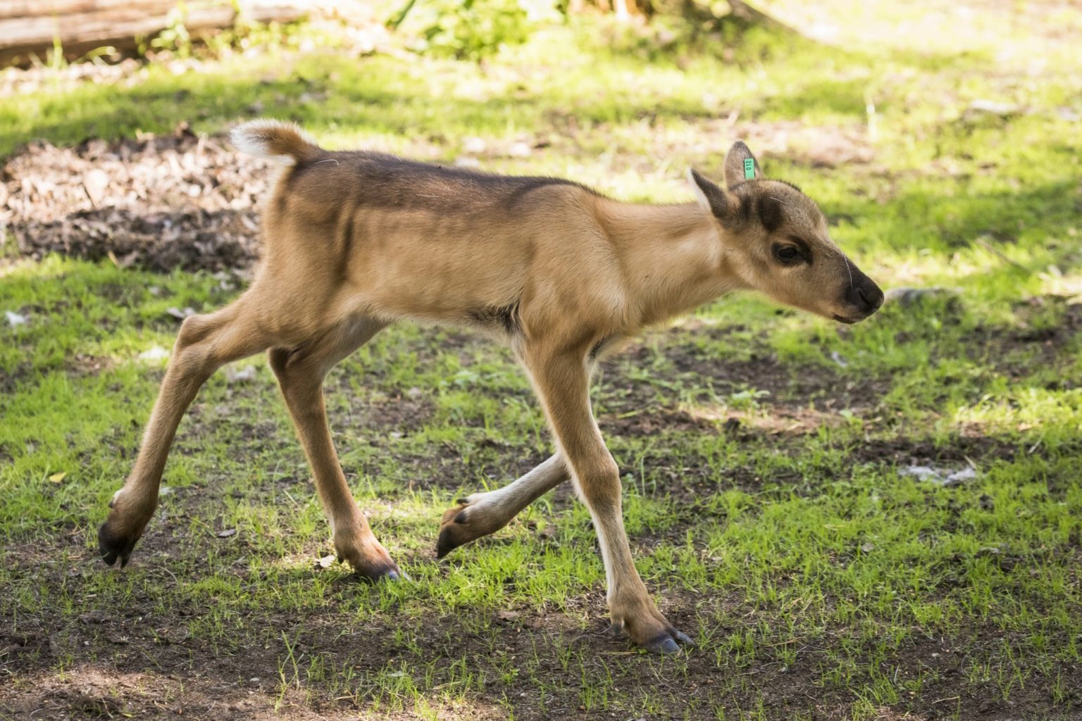 Rentierfarm-Besuch inkl. Kennenlernen der Tiere
