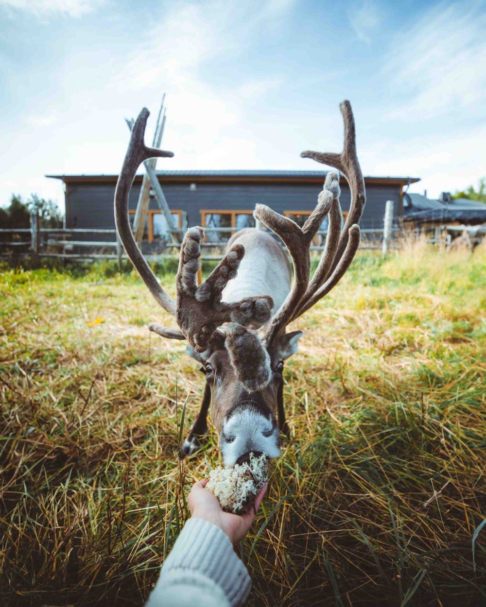 Besuch auf der Rentierzuchtstation inkl. Fütterung