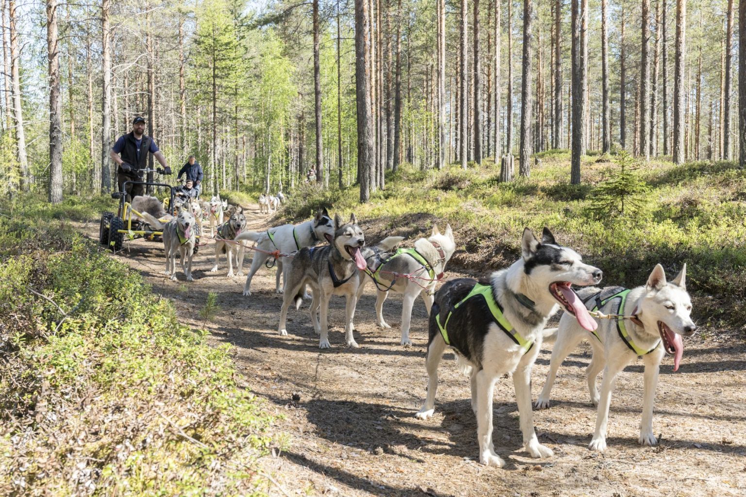 Herbstliche Husky-Schlittenfahrt auf Rädern