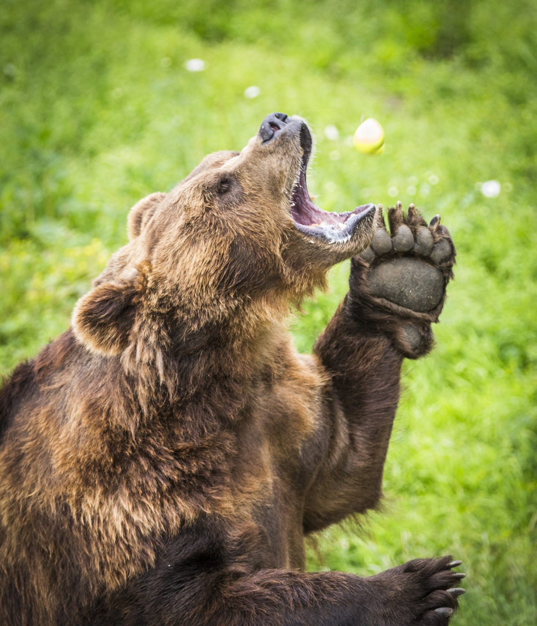 Tour durch den Ranua Zoo bei Nacht