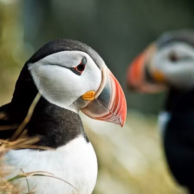 Reiten & Bootstour zu den Papageientauchern