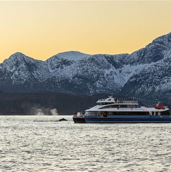 Whale & Arctic Wildlife Safari (25.10. - 31.01.)