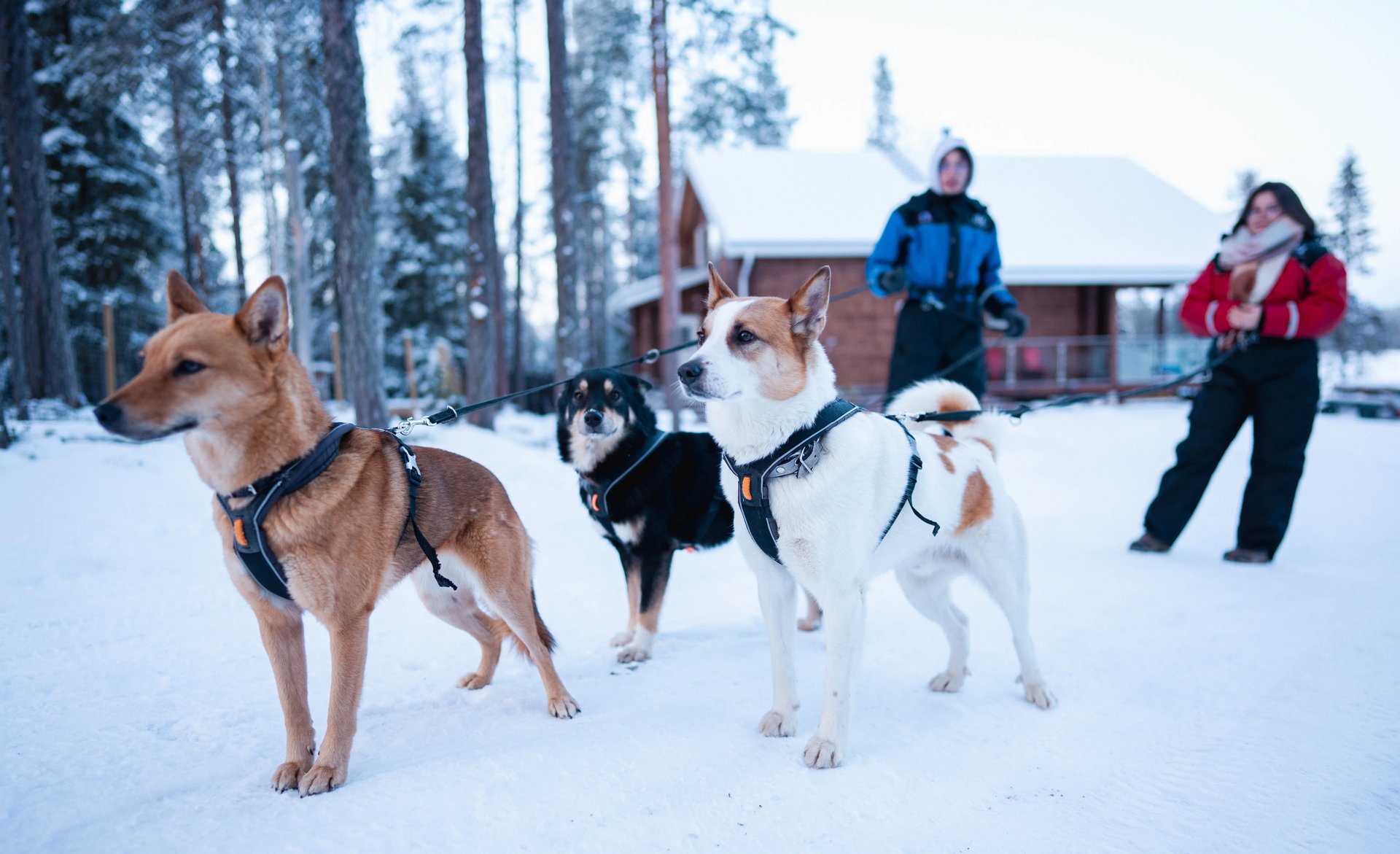 Kleingruppen Wanderung mit lappländischen Hunden Rovaniemi
