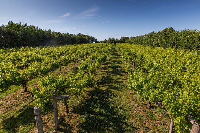 Private Tour Weinberge und Brennerei: Besichtigung & Verkostung