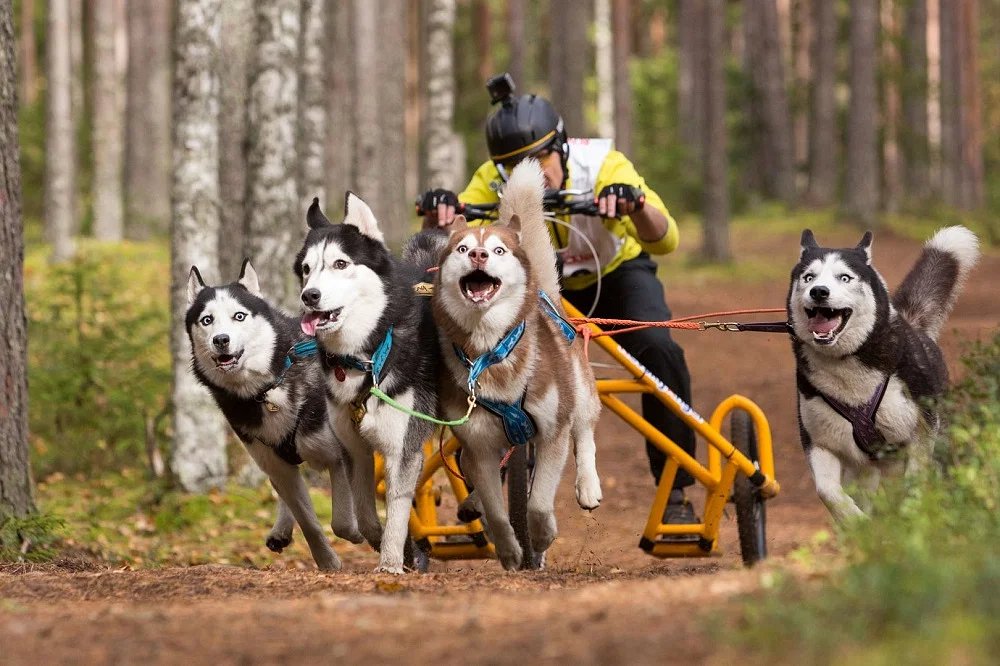 Husky-Safari Abenteuer Rovaniemi