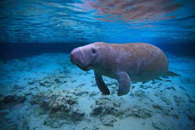 Crystal River – Glasklare Quellen & die Magie der Manatees