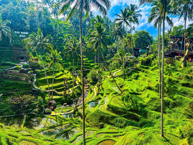 Ankommen im grünen Herz Balis