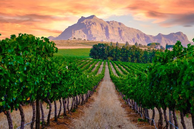 Stellenbosch – Genuss zwischen Weinbergen