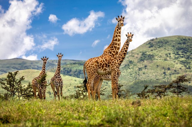 Tages-Safari im Ngorongoro Nationalpark